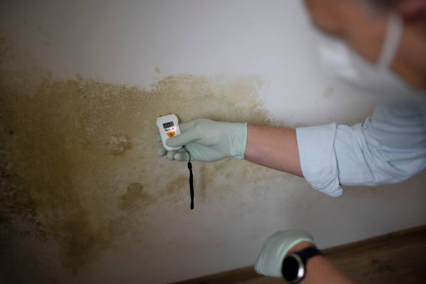 Best Mold Remediation  in Reisterstown, MD