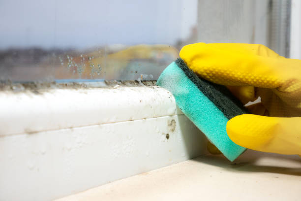Best Certified Mold Removal  in Reisterstown, MD