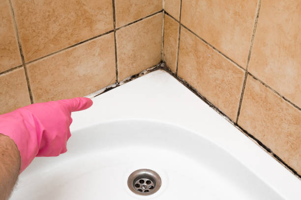 Best Best Mold Removal Companies  in Reisterstown, MD